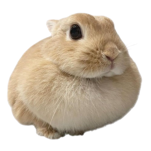 cute fat bunny